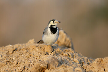 Migrating white wagtail (Motacilla alba) in winter plumage captured close up on the ground searching for food - 670958694