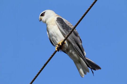 The black-shouldered kite (Elanus axillaris) shot close-up sitting on wires against a blue sky
