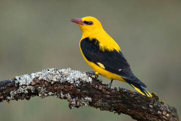 Golden oriole male in one of his favorite perches in his breeding territory with the last light of a day with clear spring clouds