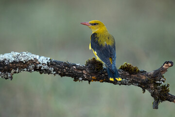 Golden oriole female in the last light of a rainy spring afternoon in a riverside forest.