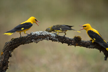 Golden oriole male and female on a rainy spring day in a riverside forest with the last lights of...