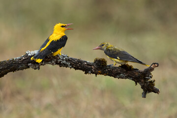 Golden oriole male and female on a rainy spring day in a riverside forest with the last lights of...