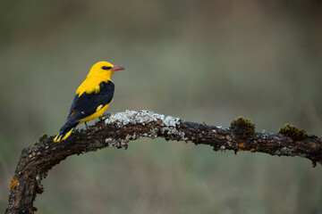 Golden oriole male on a spring day with clouds and clearings in a riverside forest with the first morning lights