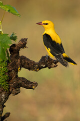 Golden oriole in the last light of a rainy spring afternoon