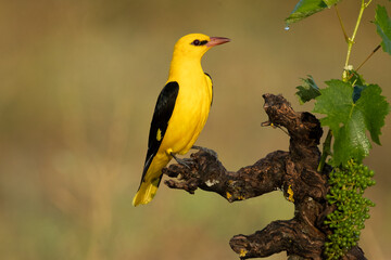 Golden oriole male in one of his favorite perches in his breeding territory with the last light of...