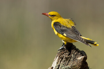 Golden oriole female on a cloudy spring day in a riverside forest at first light