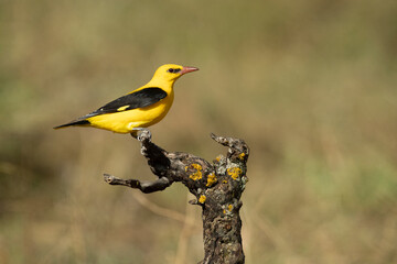 Golden oriole male in one of his favorite perches in his breeding territory with the last light of a day with clear spring clouds