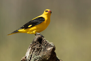 Golden oriole male in one of his favorite perches in his breeding territory with the last light of...