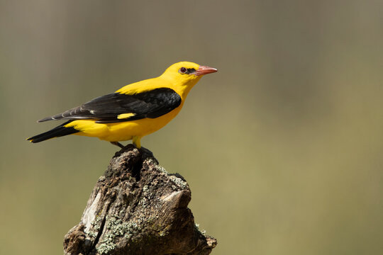 Golden oriole male on a spring day with clouds and clearings in a riverside forest with the first morning lights