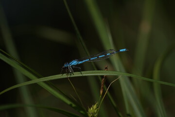 libellule