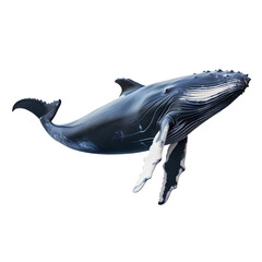 whale, isolated on transparent or white background, png