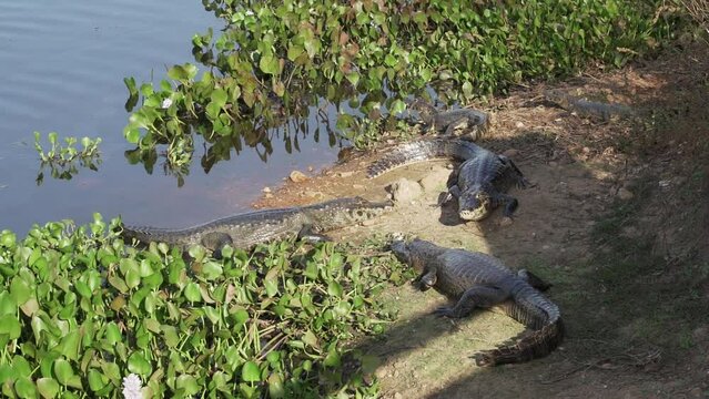 Caiman at the river banks of the Transpantaneira gravel road towards Porto Jofre through the Pantanal, the biggest swamp area of the world in Brazil, relaxing and sunbathing.