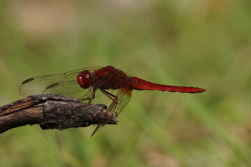 libellule
