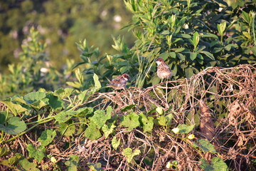 Two Beautiful Sparrows.