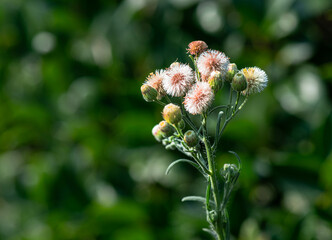 Flowers of a thistle (Cirsium arvense)
