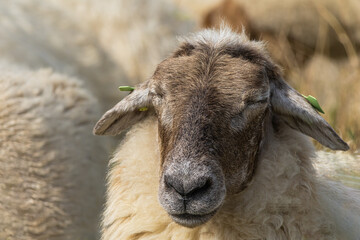 Sleeping sheep