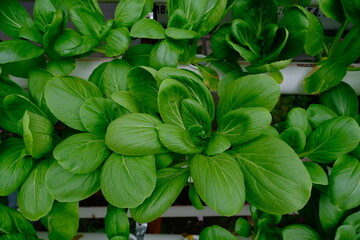 Mustard greens cultivated hydroponically grow well.