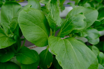 Mustard greens cultivated hydroponically grow well.