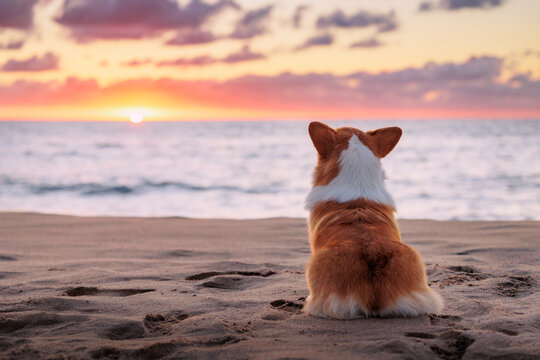Welsh corgi pembroke sitting on the sandy beach, view from the back, beautiful sunset sky
