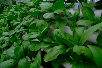 Mustard greens cultivated hydroponically grow well.