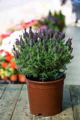 A beautiful purple flower lavender in a gray pot on a wooden table. Flower photography. Lavandula family of plants.