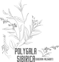 Siberian milkwort vector contour. Polygala sibirica plant outline. Set of Polygala sibirica root, flowers, leafs in Line for pharmaceuticals. Contour drawing of medicinal herbs