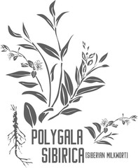 Siberian milkwort vector silhouette. Medicinal Polygala sibirica plant outline. Set of Polygala sibirica flowers, root, leafs in Line for pharmaceuticals. Contour drawing of medicinal herbs
