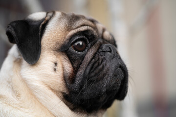 Obraz premium close-up portrait of a pug dog's face on the street