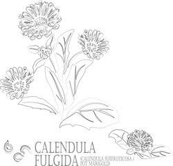 Pot marigold, Calendula suffruticosa subsp. fulgida vector contour. Calendula fulgida plant outline. Set of Calendula seeds, flowers in Line for pharmaceuticals. Contour drawing of medicinal herbs