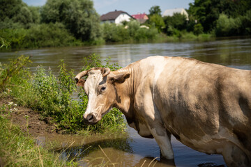 cows bathe in the river near the village in hot summer