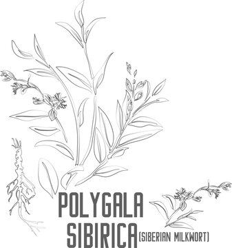 Siberian milkwort vector contour. Polygala sibirica plant outline. Set of Polygala sibirica root, flowers, leafs in Line for pharmaceuticals. Contour drawing of medicinal herbs