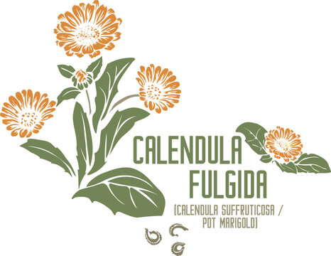 Calendula suffruticosa subsp. fulgida, Pot marigold herb in color vector silhouette. Medicinal Calendula fulgida plant. Set of Calendula flowers, seeds in color image. Medicinal herbs color drawing