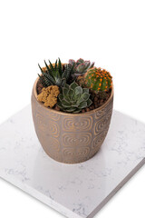 Colorful succulent plants collection bouquet arrangement in ceramic bowl white background