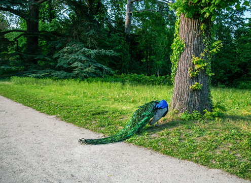 Peacock in Bagatelle park