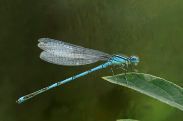 Closeup on the northern bluet damselfly, Enallagma cyathigerum sitting on a green leaf