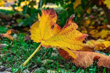 a love season for those who enjoy autumn