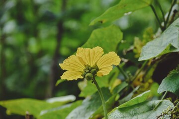 Yellow pumpkin flowers with areen leaf under blue sky