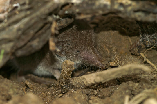 Closeup on the greater white -toothed shrew, Crocidura russula hiding under a log