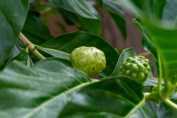 Mengkudu or Noni fruits or Morinda citrifolia (indian mulberry, cheese fruit) with green leaves on branch tree. Selective focus
