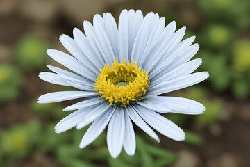 Fototapeta premium Aster flower with amazing colour