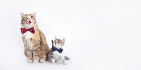 Big fluffy Cat is sitting next to a small Cat on a white background. Portrait of two cats. Mother cat sits and licks its lips. Pet care concept. Place for text. Studio shot of lovely cats with bow tie