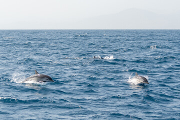 Wale in der Straße von Gibraltar