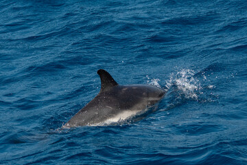 Wale in der Straße von Gibraltar © Ronny Gängler