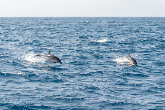 Wale in der Stra&szlig;e von Gibraltar