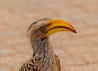 Southern yellow hornbill close-up at Sabie rest camp in Kruger National Park.