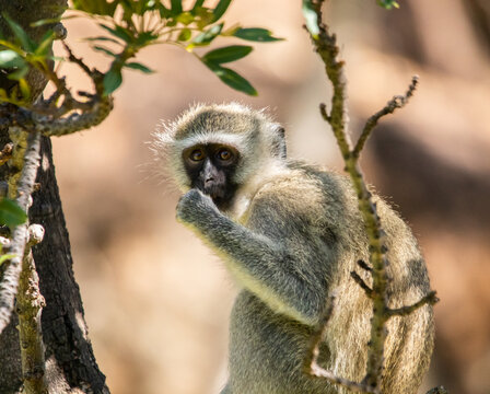 Vervet monkey at a nature reserve in South Africa.