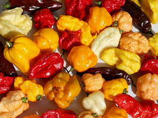 Different varieties of hot chili peppers
