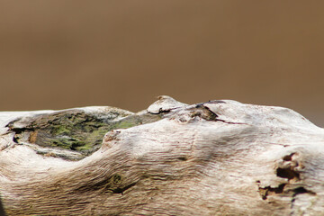 close up of a trunk