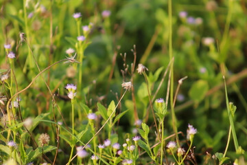 grass and flowers