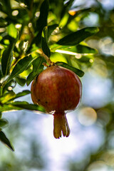 pompegrante autumn and love